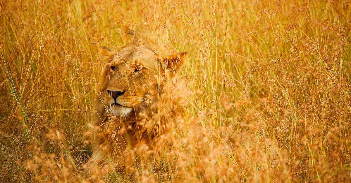 Lion camouflaged in tall grass